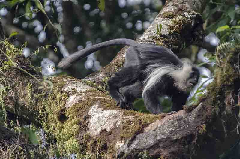 32 - Mono Colobo de Angola - parque nacional de Nyungwe - Ruanda